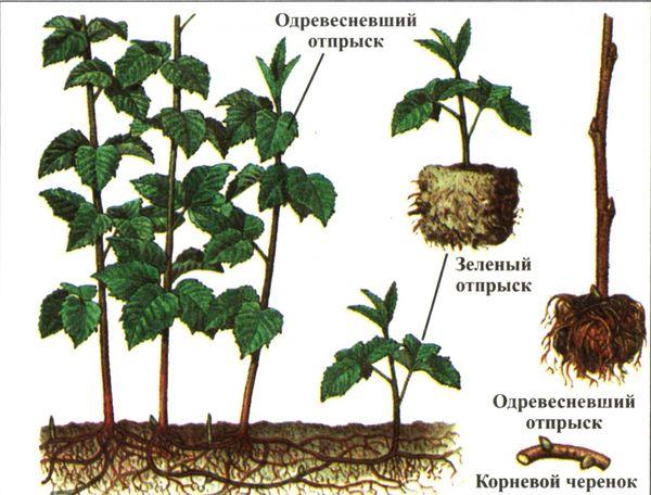 superposition de framboises