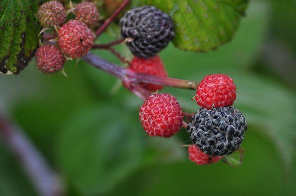 branche aux framboises