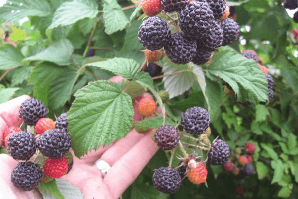 growing raspberries