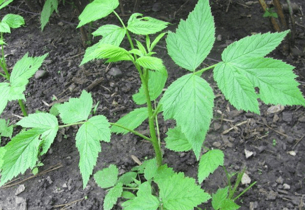 pousse de framboise