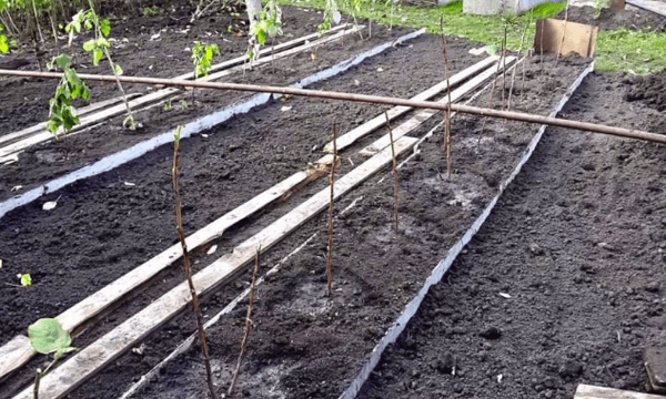 breeding raspberries