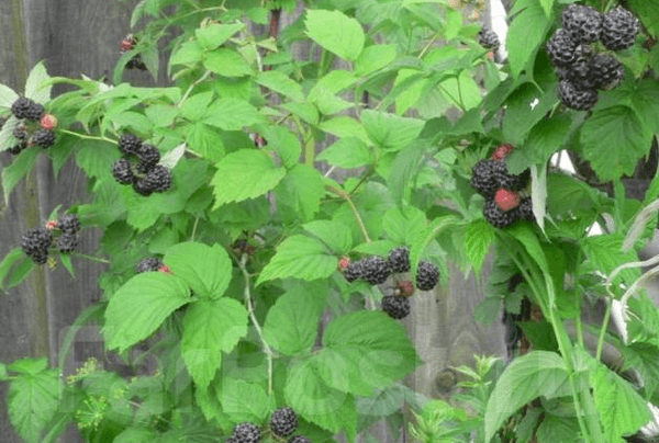 raspberry bushes