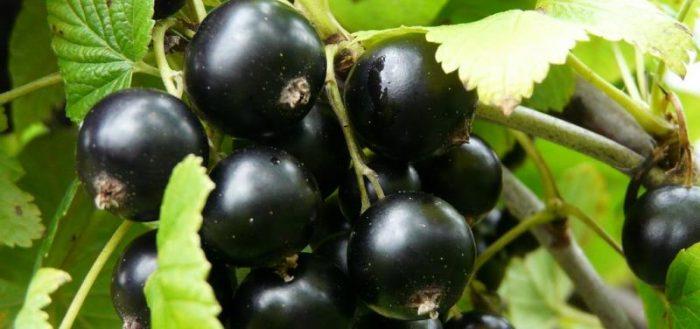 black currant