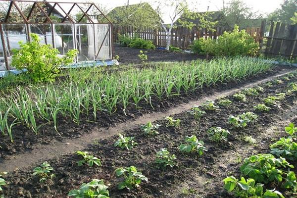 planting strawberries