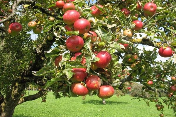 pommes rouges