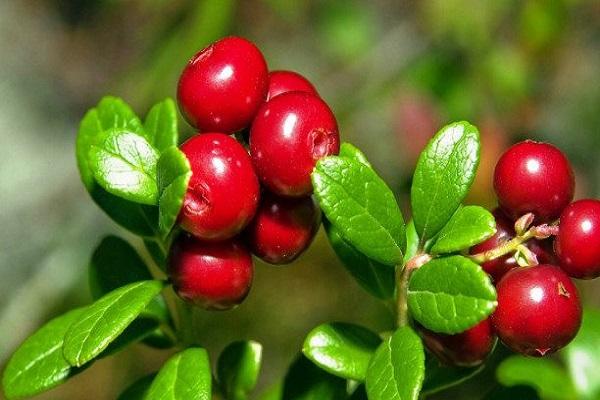 fertile mountain ash