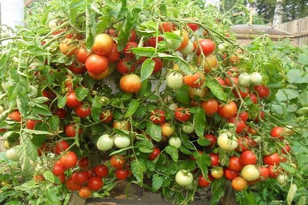 tomate fruit