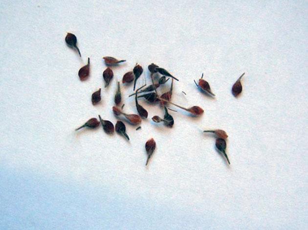 flower seeds