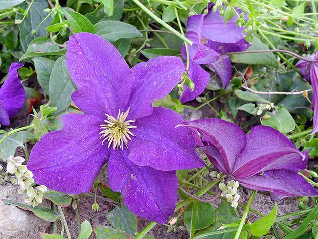 belles fleurs