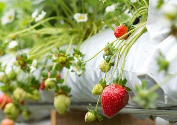 strawberries in tubes