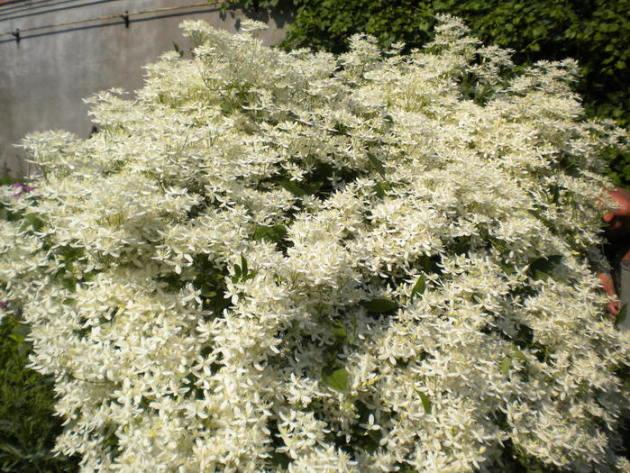 clematis ardiendo