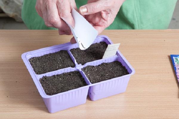 sowing seedlings