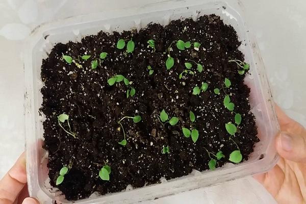 ready-made seedlings