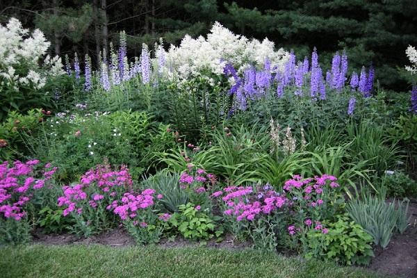 beau parterre de fleurs