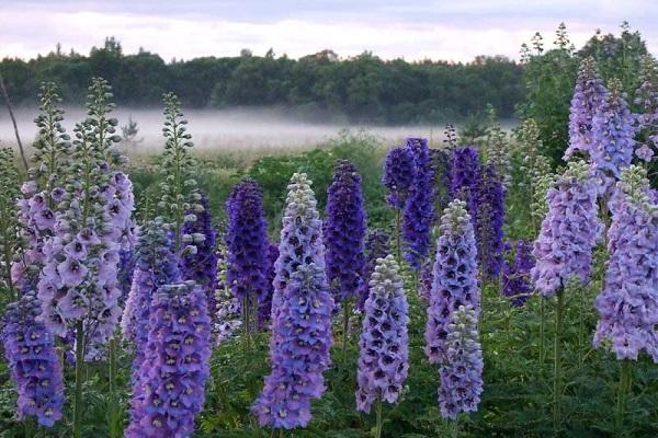 fog on the horizon