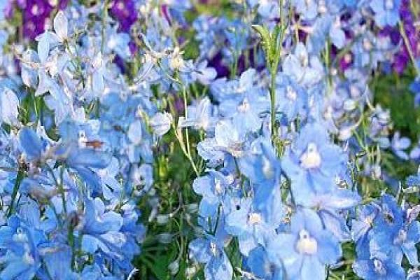 blue petals