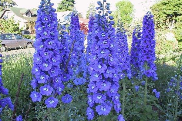 delphinium zreli