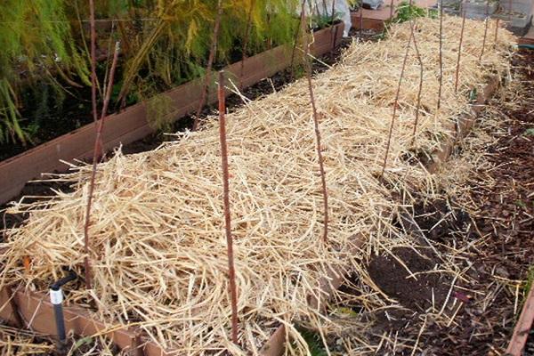 straw shelter