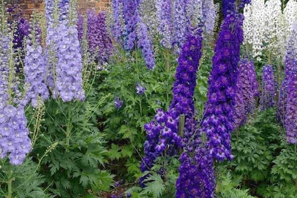 plant in the flowerbed