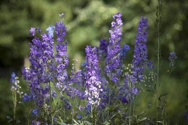 purple bloom