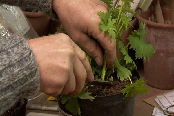 pot transplant