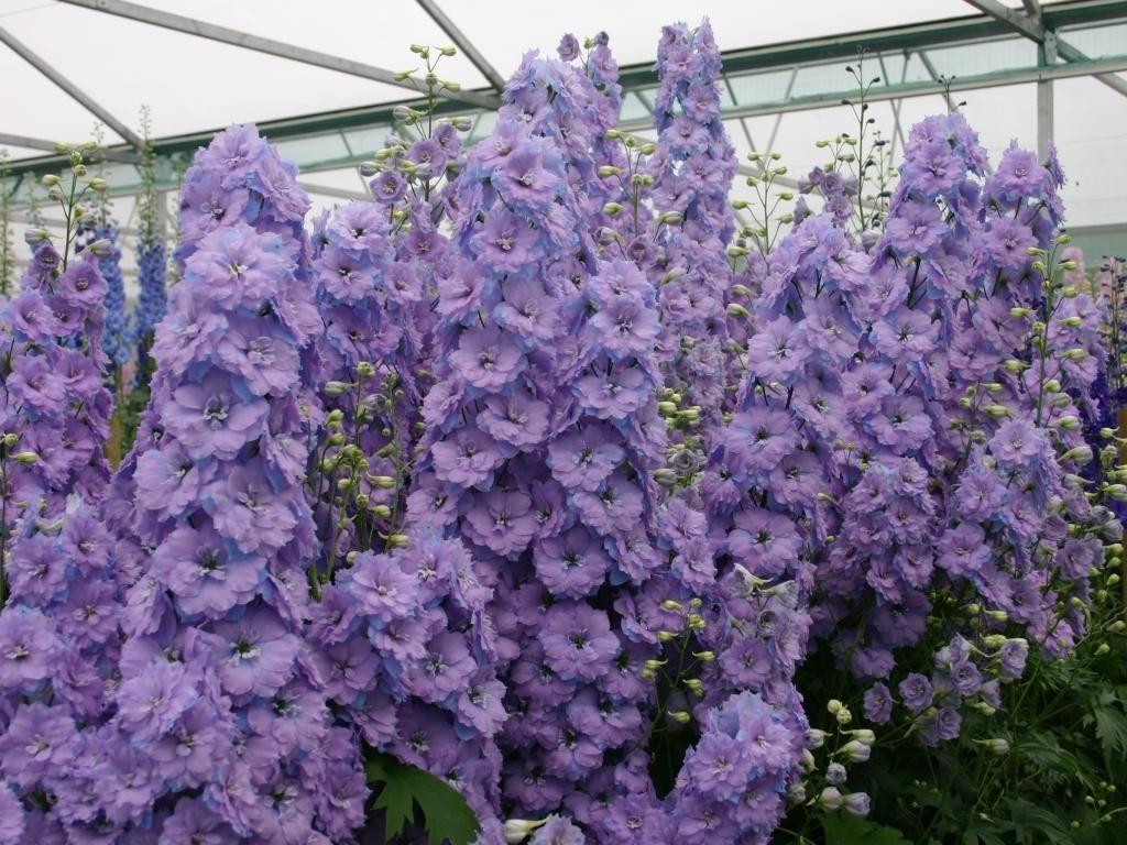 delphinium new zealand