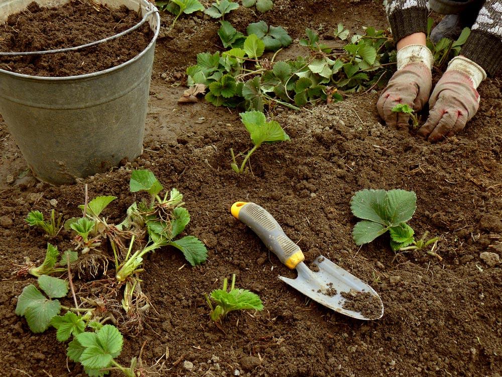 planting strawberries