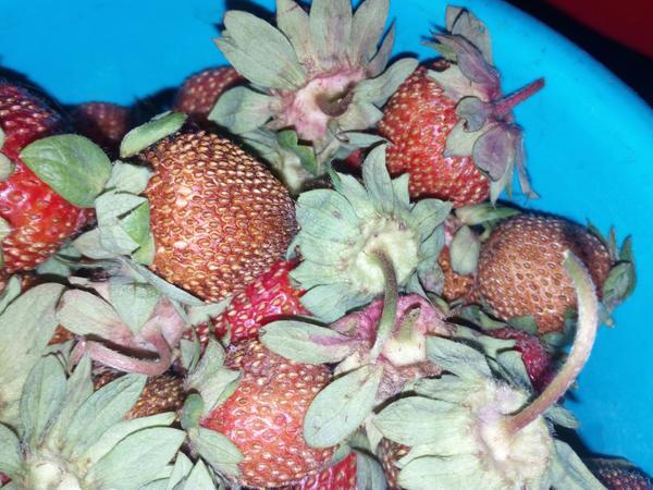 fresas secas