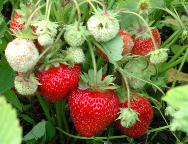 ripening strawberries