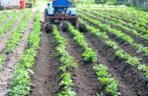 hilling strawberries