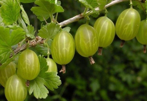 ripe gooseberries