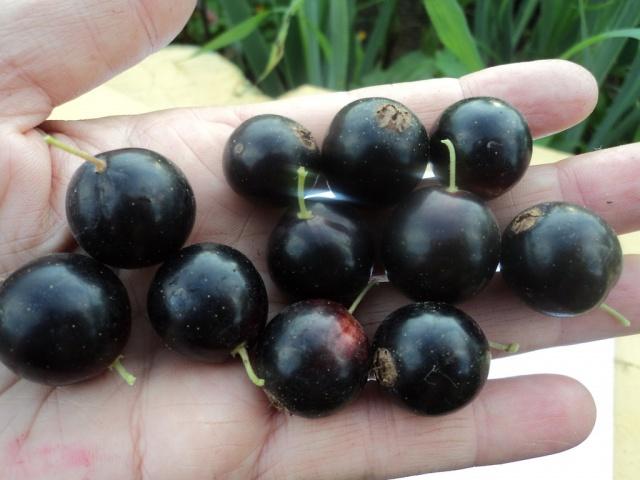 grosella negra en la mano