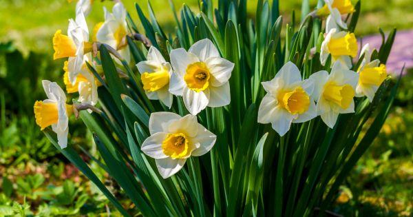 jonquilles de fleurs