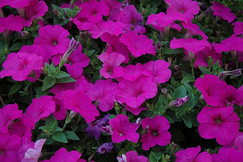 petunia bush