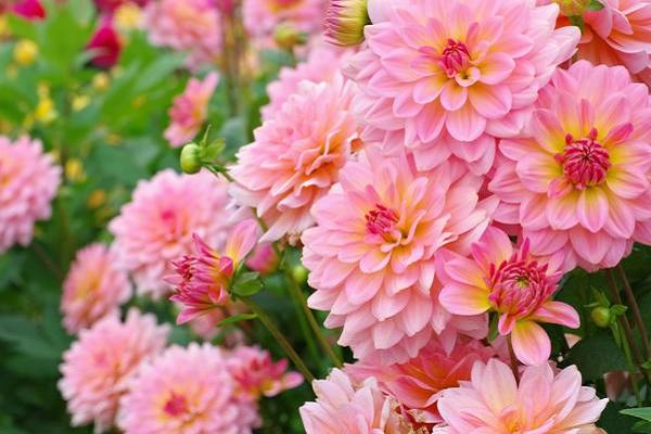 การเติบโตของ dahlias