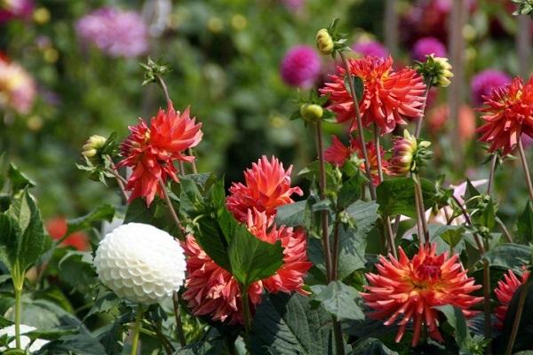 ประเภทของ dahlias