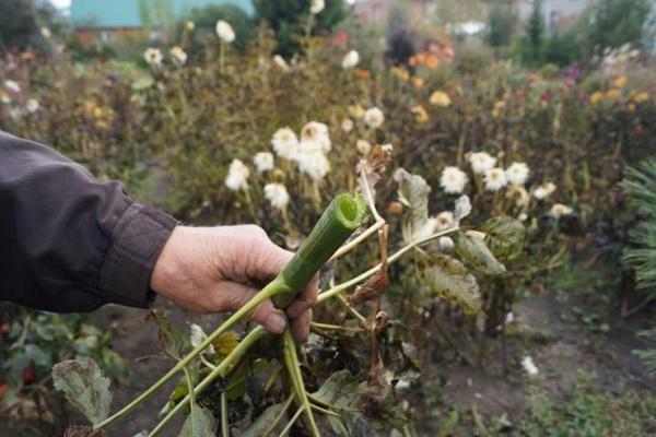 stem pruning