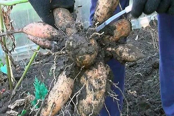 harvesting the root