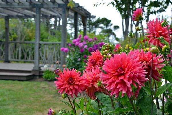 plantes en croissance