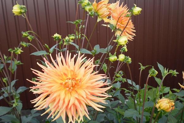 globular flowers