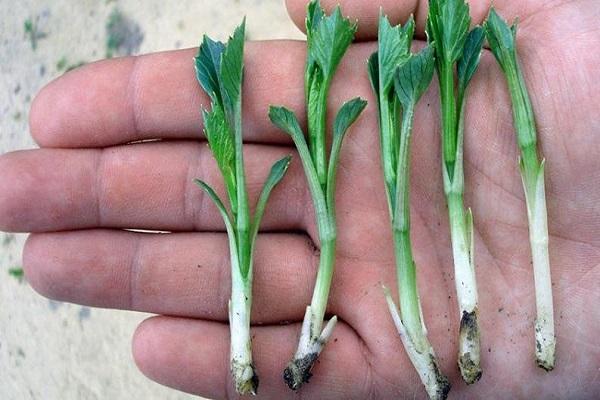 cuttings in hands