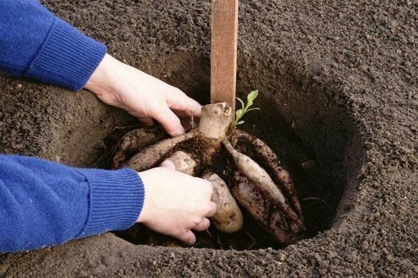 put flower beds