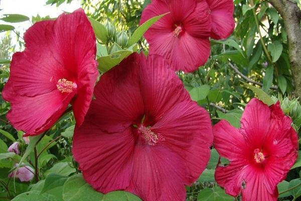 large flowers