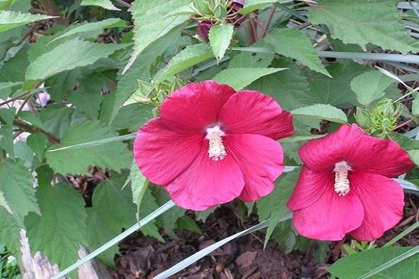 hibiscus des marais