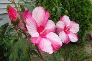 Descripción del hibisco de pantano, plantación y cuidado en campo abierto.