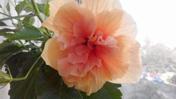 peach hibiscus