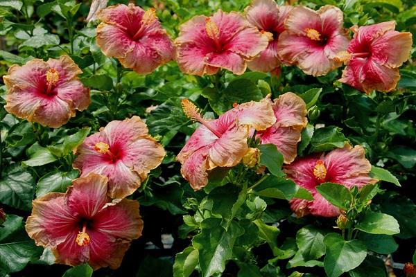 hibisco de jardín