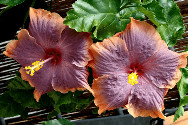 árbol de hibisco