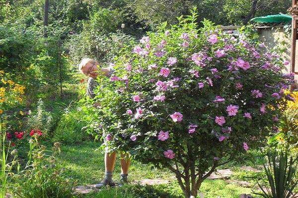 flor de arbusto