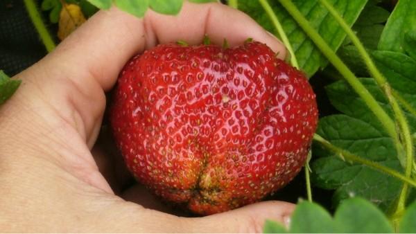 ripe strawberry